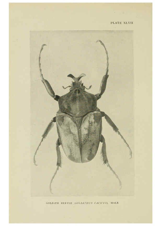 Reproducción/Reproduction 6288762732: Insect life London,A. & C. Black, ltd.,1921