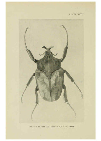 Reproducción/Reproduction 6288762732: Insect life London,A. & C. Black, ltd.,1921