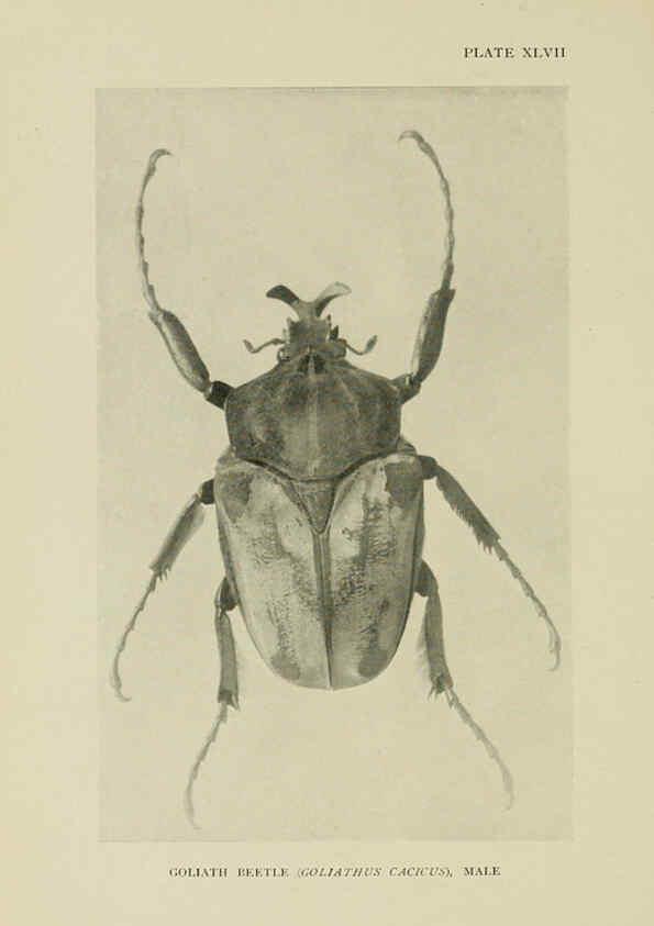 Reproducción/Reproduction 6288762732: Insect life London,A. & C. Black, ltd.,1921