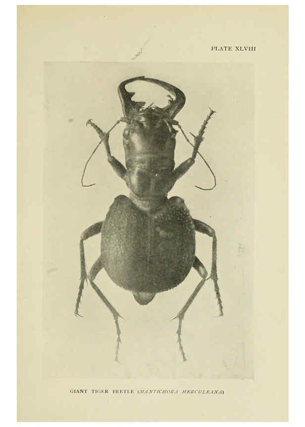 Reproducción/Reproduction 6288762854: Insect life London,A. & C. Black, ltd.,1921