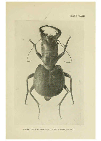 Reproducción/Reproduction 6288762854: Insect life London,A. & C. Black, ltd.,1921