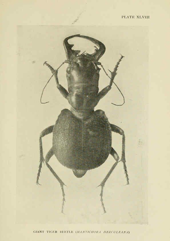 Reproducción/Reproduction 6288762854: Insect life London,A. & C. Black, ltd.,1921