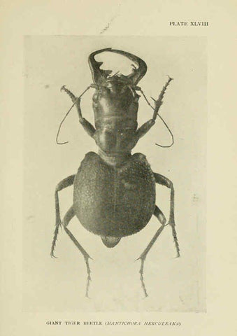 Reproducción/Reproduction 6288762854: Insect life London,A. & C. Black, ltd.,1921