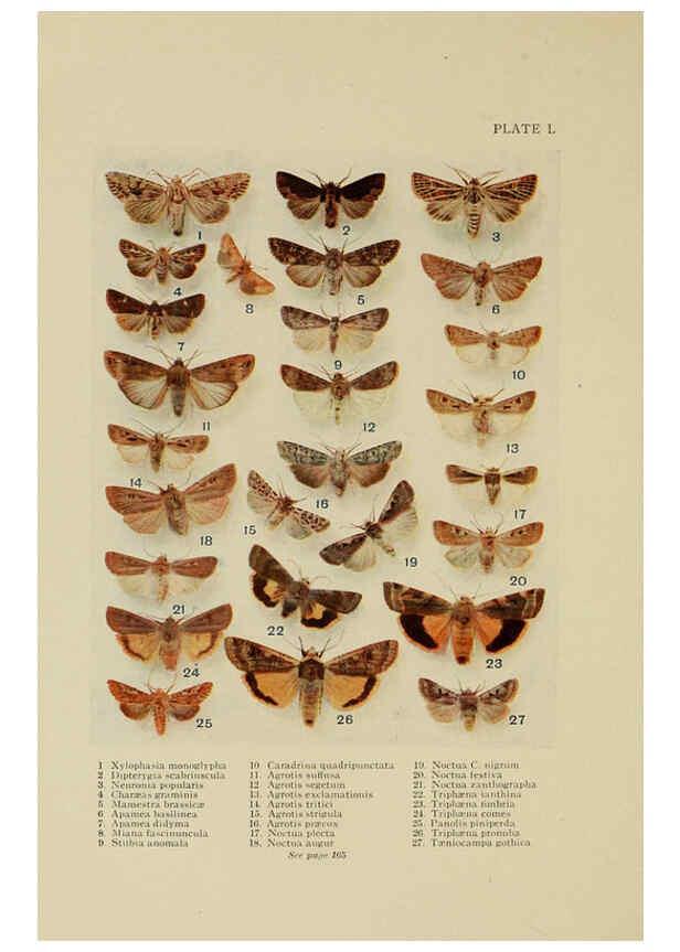 Reproducción/Reproduction 6288763304: Insect life London,A. & C. Black, ltd.,1921
