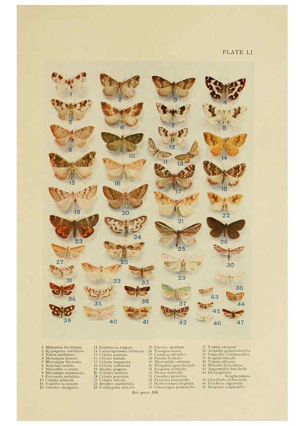 Reproducción/Reproduction 6288763460: Insect life London,A. & C. Black, ltd.,1921