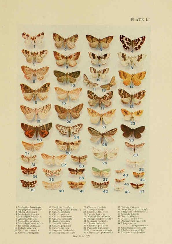 Reproducción/Reproduction 6288763460: Insect life London,A. & C. Black, ltd.,1921