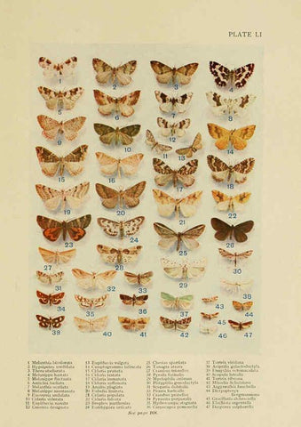 Reproducción/Reproduction 6288763460: Insect life London,A. & C. Black, ltd.,1921