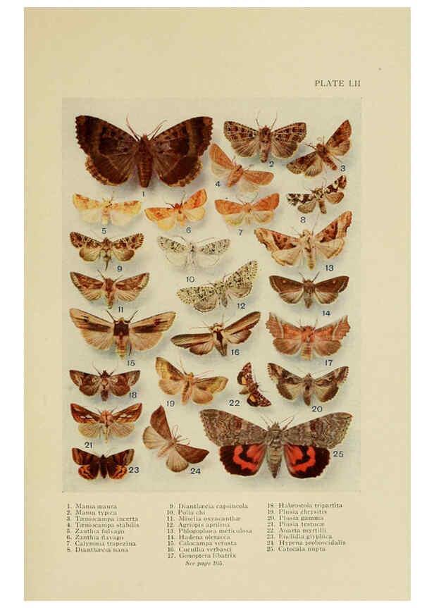 Reproducción/Reproduction 6288244183: Insect life London,A. & C. Black, ltd.,1921