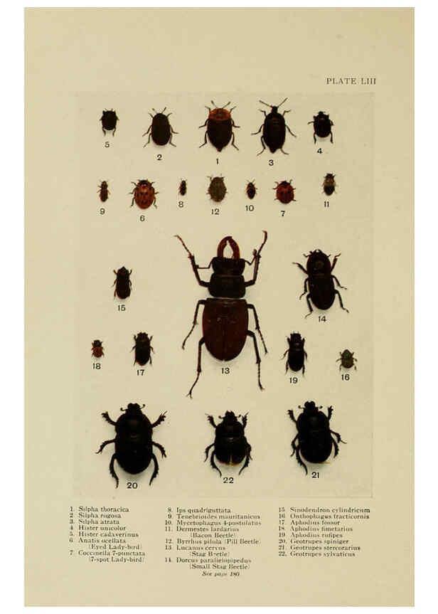 Reproducción/Reproduction 6288763882: Insect life London,A. & C. Black, ltd.,1921