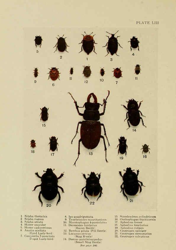 Reproducción/Reproduction 6288763882: Insect life London,A. & C. Black, ltd.,1921