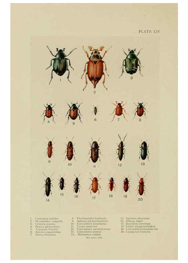 Reproducción/Reproduction 6288244483: Insect life London,A. & C. Black, ltd.,1921