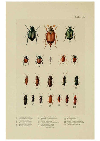 Reproducción/Reproduction 6288244483: Insect life London,A. & C. Black, ltd.,1921