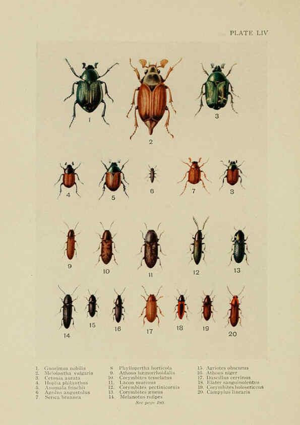 Reproducción/Reproduction 6288244483: Insect life London,A. & C. Black, ltd.,1921