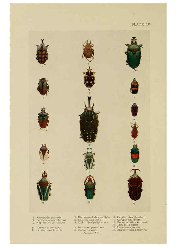 Reproducción/Reproduction 6288244639: Insect life London,A. & C. Black, ltd.,1921