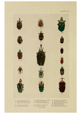 Reproducción/Reproduction 6288244639: Insect life London,A. & C. Black, ltd.,1921