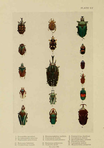 Reproducción/Reproduction 6288244639: Insect life London,A. & C. Black, ltd.,1921