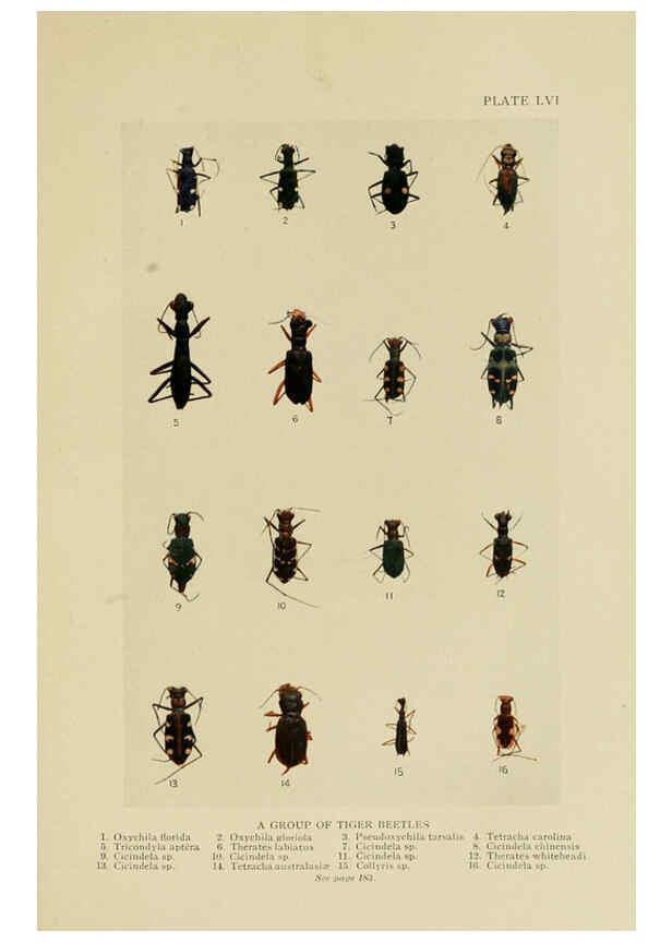Reproducción/Reproduction 6288764362: Insect life London,A. & C. Black, ltd.,1921