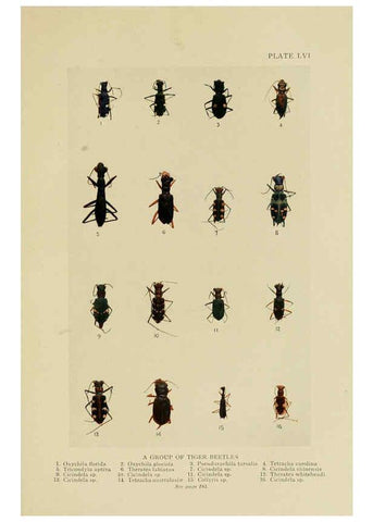 Reproducción/Reproduction 6288764362: Insect life London,A. & C. Black, ltd.,1921