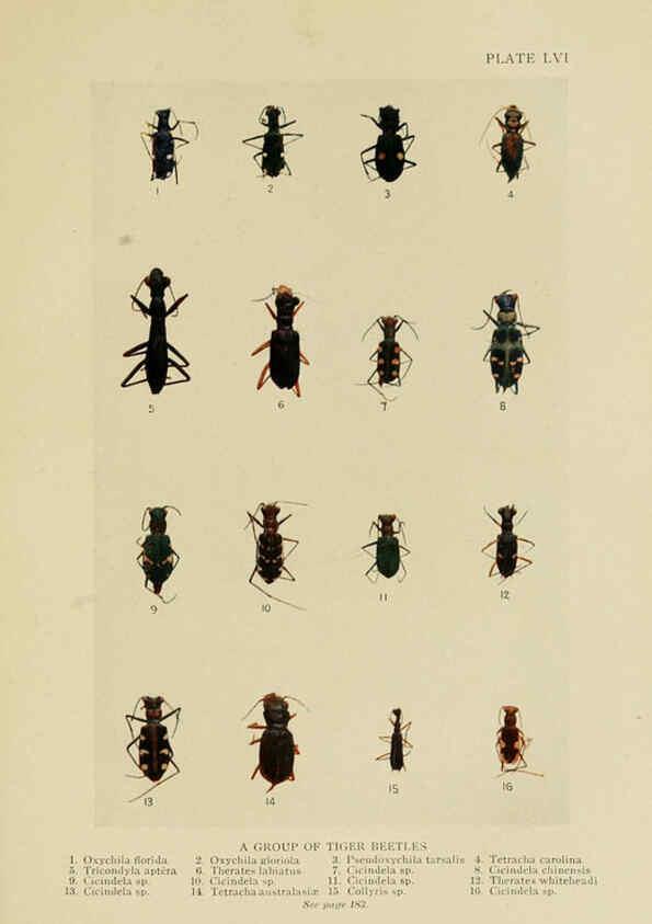 Reproducción/Reproduction 6288764362: Insect life London,A. & C. Black, ltd.,1921