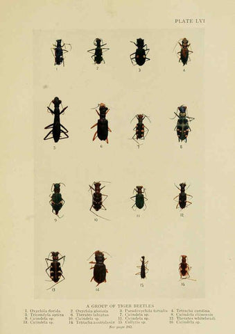 Reproducción/Reproduction 6288764362: Insect life London,A. & C. Black, ltd.,1921