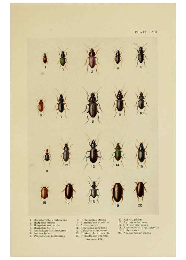 Reproducción/Reproduction 6288764560: Insect life London,A. & C. Black, ltd.,1921
