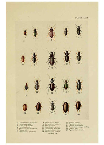 Reproducción/Reproduction 6288764560: Insect life London,A. & C. Black, ltd.,1921