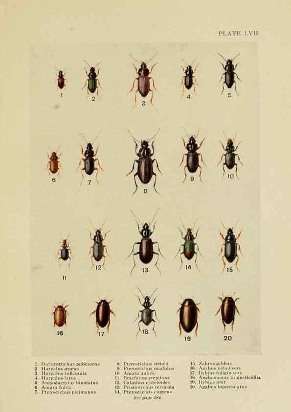 Reproducción/Reproduction 6288764560: Insect life London,A. & C. Black, ltd.,1921