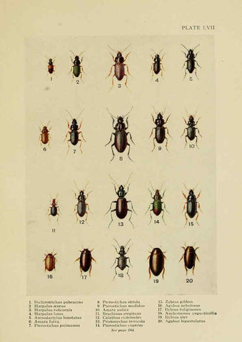 Reproducción/Reproduction 6288764560: Insect life London,A. & C. Black, ltd.,1921