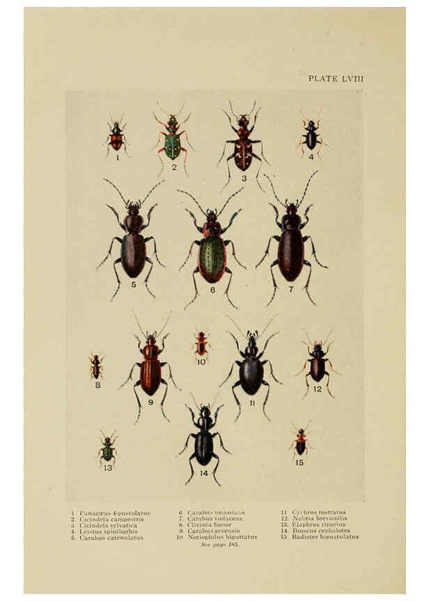 Reproducción/Reproduction 6288245243: Insect life London,A. & C. Black, ltd.,1921