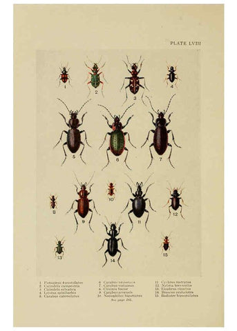Reproducción/Reproduction 6288245243: Insect life London,A. & C. Black, ltd.,1921