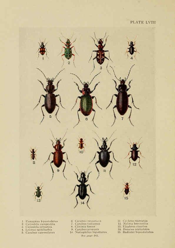 Reproducción/Reproduction 6288245243: Insect life London,A. & C. Black, ltd.,1921