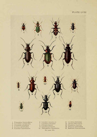 Reproducción/Reproduction 6288245243: Insect life London,A. & C. Black, ltd.,1921