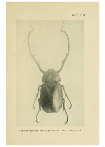 Reproducción/Reproduction 6288761898: Insect life London,A. & C. Black, ltd.,1921
