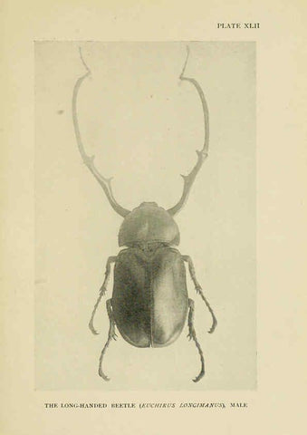 Reproducción/Reproduction 6288761898: Insect life London,A. & C. Black, ltd.,1921
