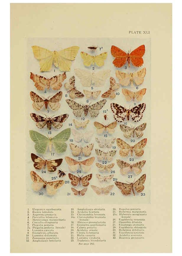 Reproducción/Reproduction 6288761748: Insect life London,A. & C. Black, ltd.,1921