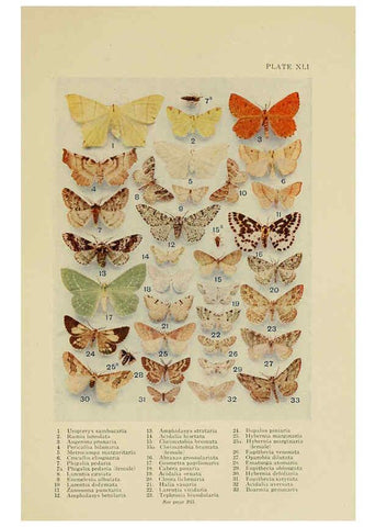 Reproducción/Reproduction 6288761748: Insect life London,A. & C. Black, ltd.,1921