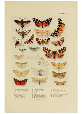 Reproducción/Reproduction 6288761616: Insect life London,A. & C. Black, ltd.,1921