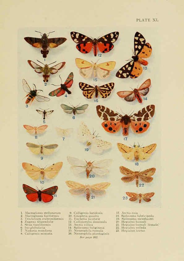 Reproducción/Reproduction 6288761616: Insect life London,A. & C. Black, ltd.,1921