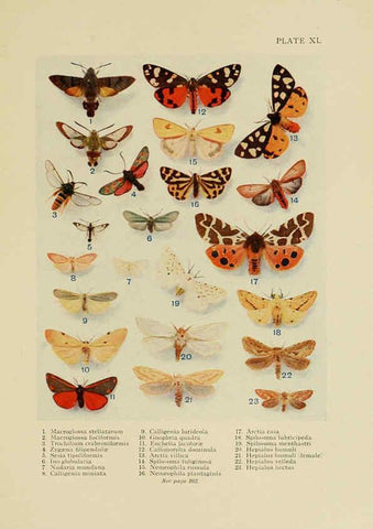 Reproducción/Reproduction 6288761616: Insect life London,A. & C. Black, ltd.,1921
