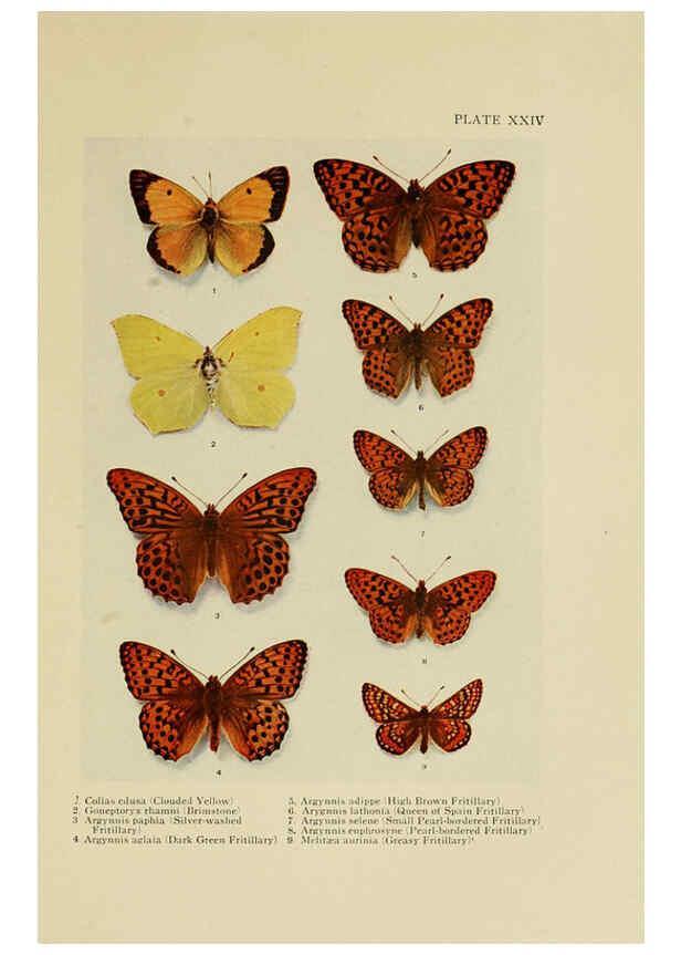Reproducción/Reproduction 6288239501: Insect life London,A. & C. Black, ltd.,1921