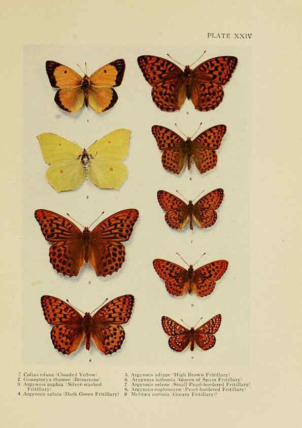 Reproducción/Reproduction 6288239501: Insect life London,A. & C. Black, ltd.,1921