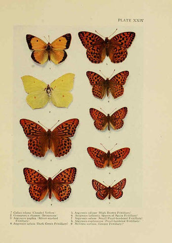 Reproducción/Reproduction 6288239501: Insect life London,A. & C. Black, ltd.,1921