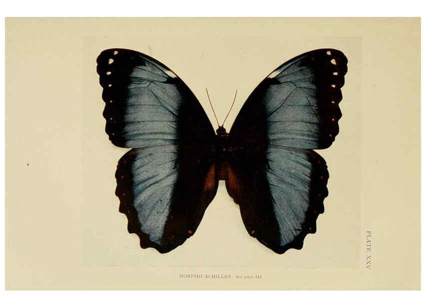 Reproducción/Reproduction 6288759286: Insect life London,A. & C. Black, ltd.,1921