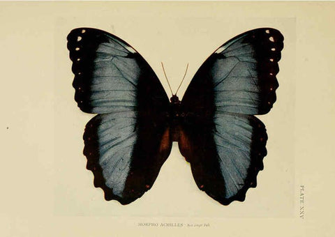 Reproducción/Reproduction 6288759286: Insect life London,A. & C. Black, ltd.,1921
