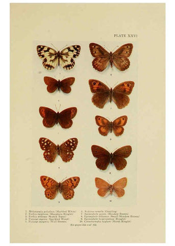 Reproducción/Reproduction 6288759496: Insect life London,A. & C. Black, ltd.,1921