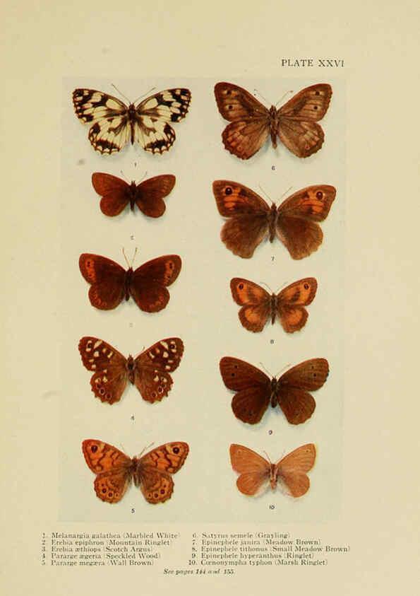 Reproducción/Reproduction 6288759496: Insect life London,A. & C. Black, ltd.,1921