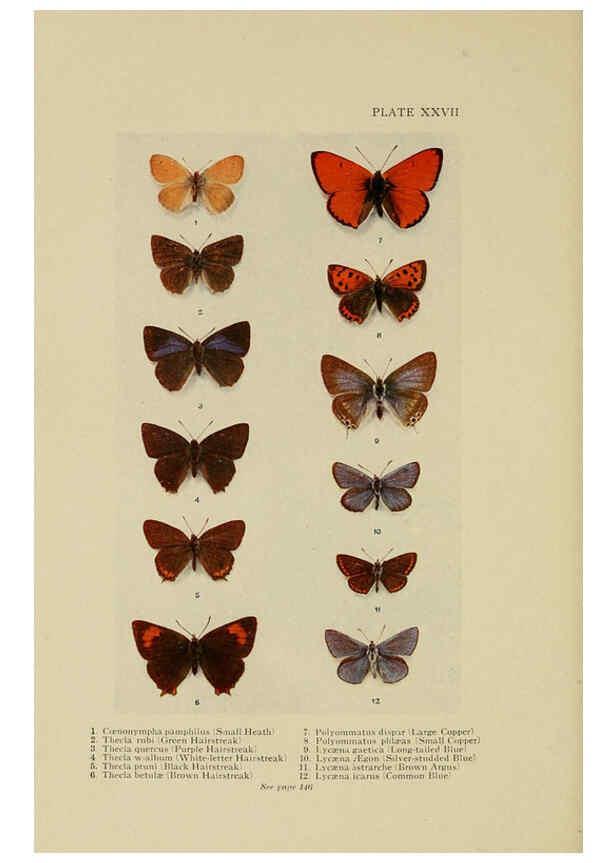 Reproducción/Reproduction 6288240023: Insect life London,A. & C. Black, ltd.,1921