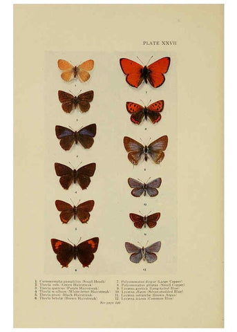 Reproducción/Reproduction 6288240023: Insect life London,A. & C. Black, ltd.,1921