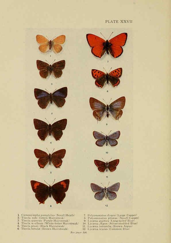 Reproducción/Reproduction 6288240023: Insect life London,A. & C. Black, ltd.,1921