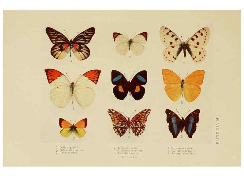 Reproducción/Reproduction 6288759826: Insect life London,A. & C. Black, ltd.,1921